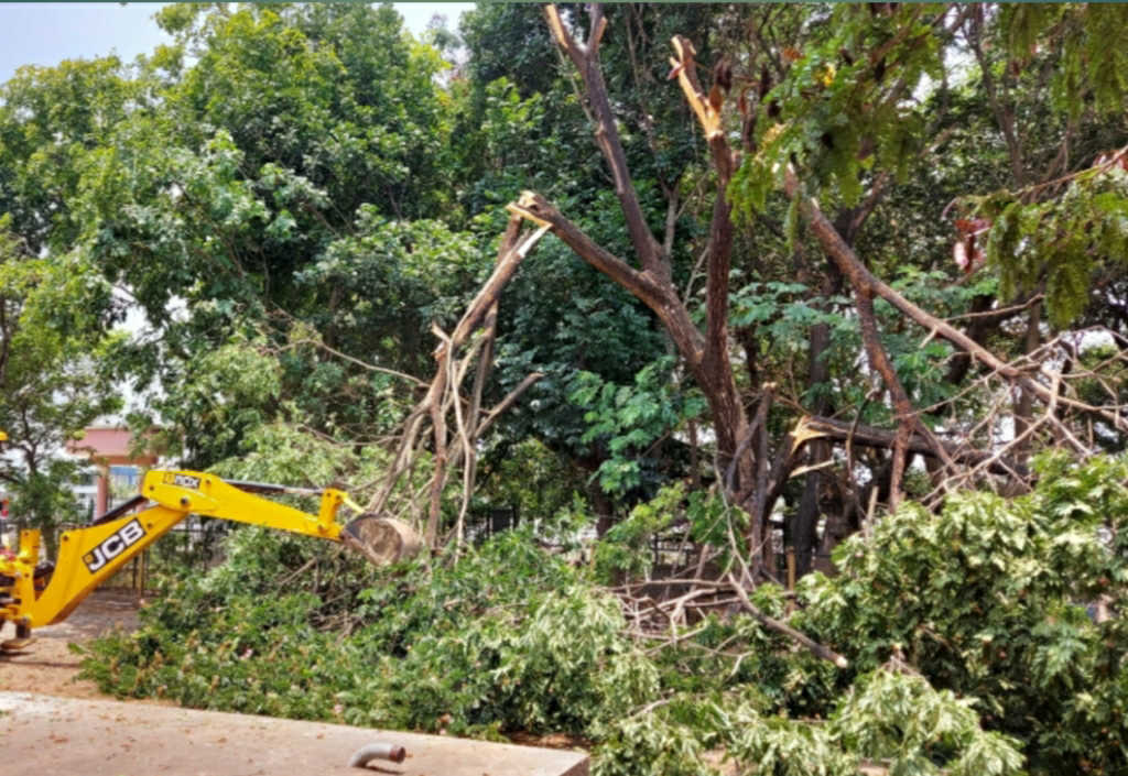 Tree cut zp dvg
