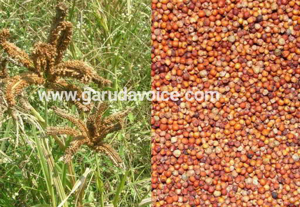 society ragi garudavoice