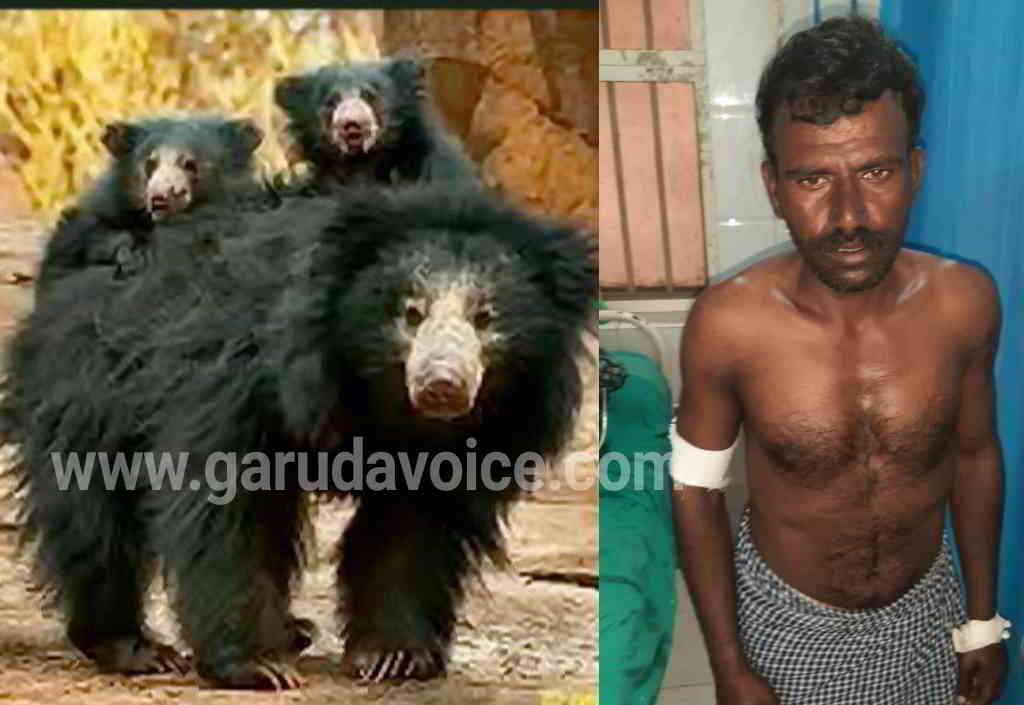 bear attack farmers in Jagaluru