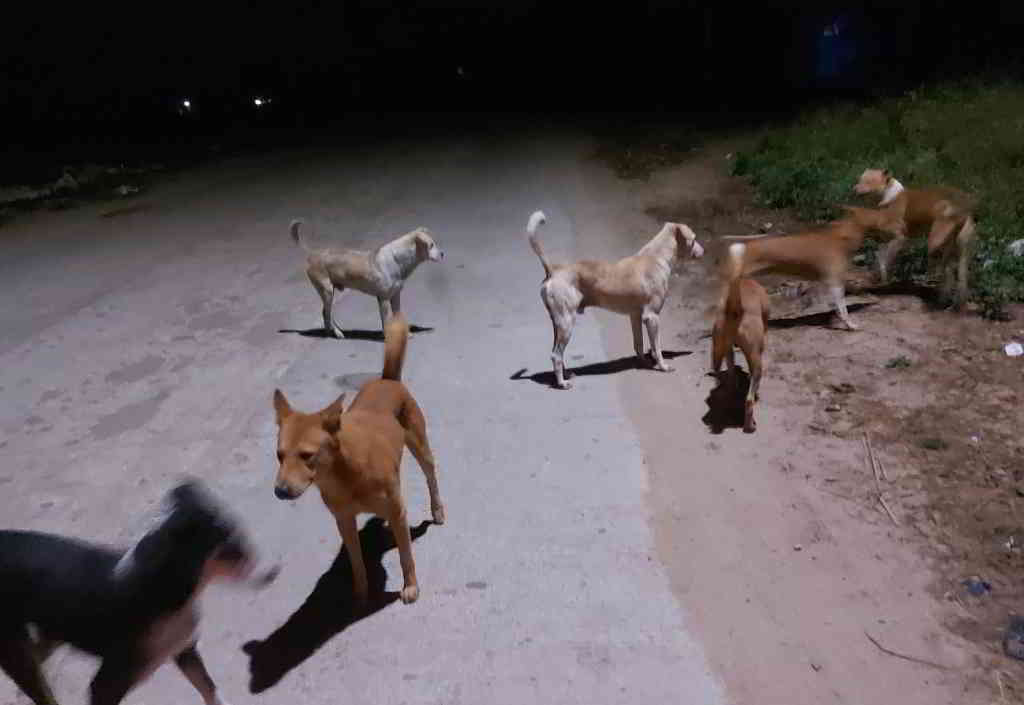 dogs attack