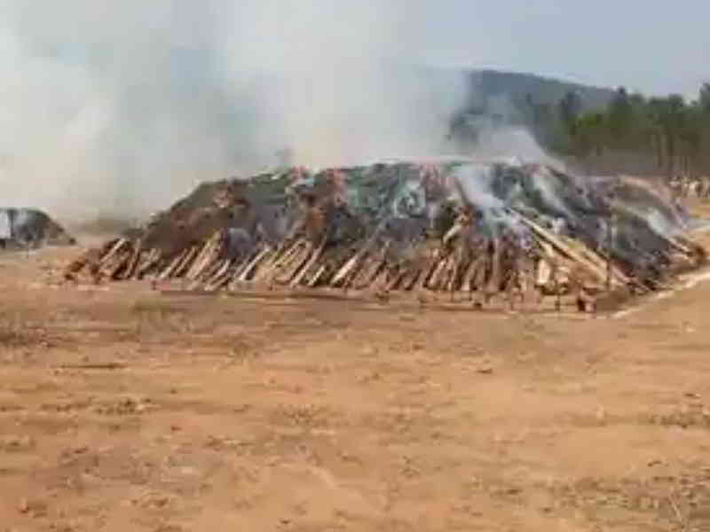 marijuana destroyed by ap police
