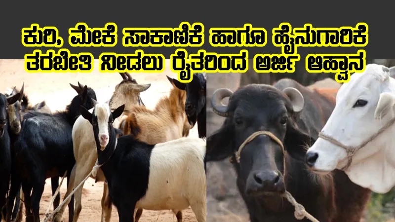 goat-cow