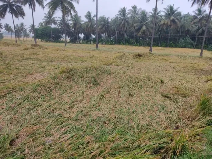 paddy fall in rain