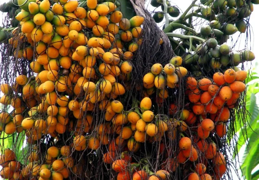 arecanuttt