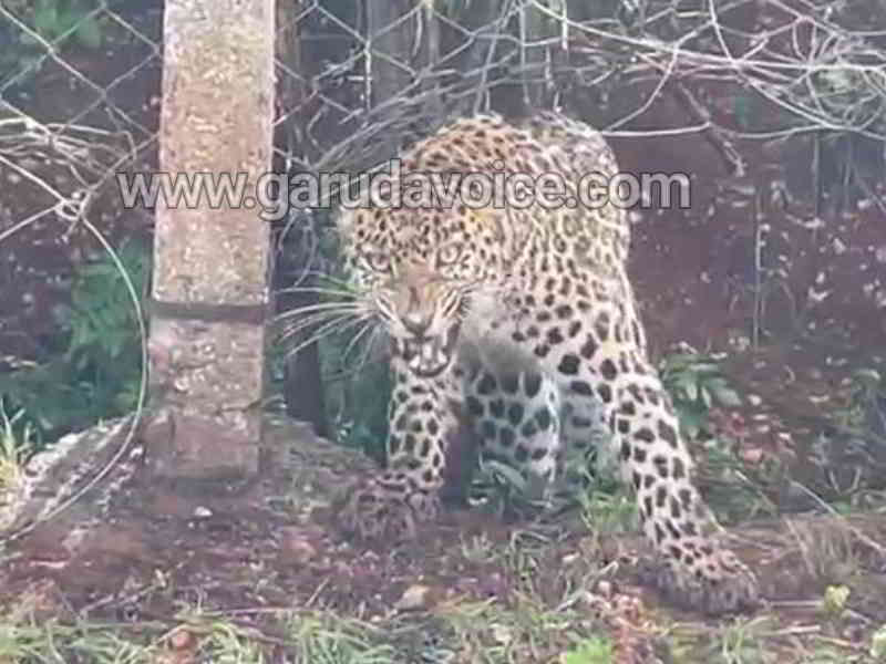 leopard