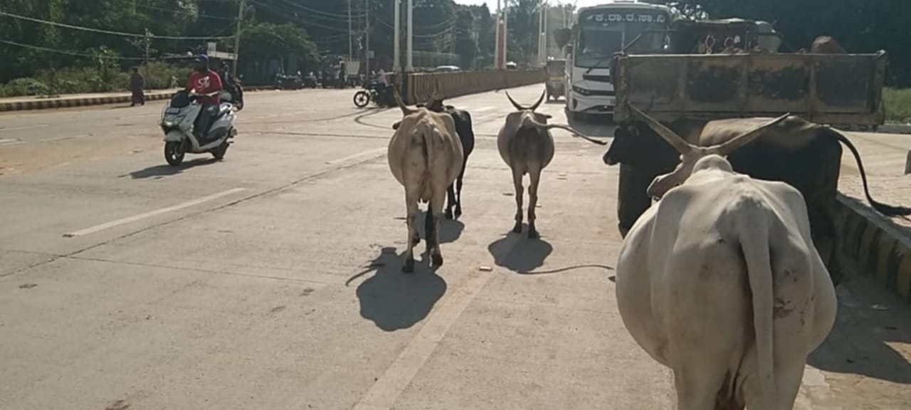 Cows on roads making accident