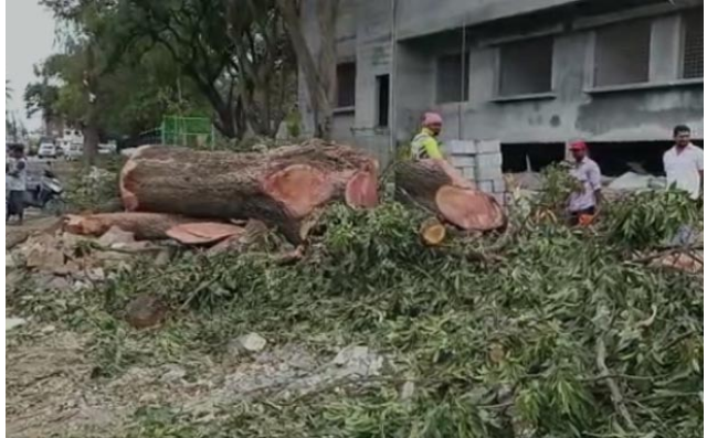 Killing huge trees in the name of development