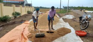 Cyclone Mandus damaged groundnut and paddy.