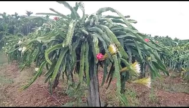 ಡ್ರಾಗನ್ ಬೆಳೆದ ಮಂಜಣ್ಣ , ಕೈ ತುಂಬಾ ಮನಿ ನೋಡ್ರಣ್ಣ