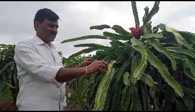 ಡ್ರಾಗನ್ ಬೆಳೆದ ಮಂಜಣ್ಣ , ಕೈ ತುಂಬಾ ಮನಿ ನೋಡ್ರಣ್ಣ