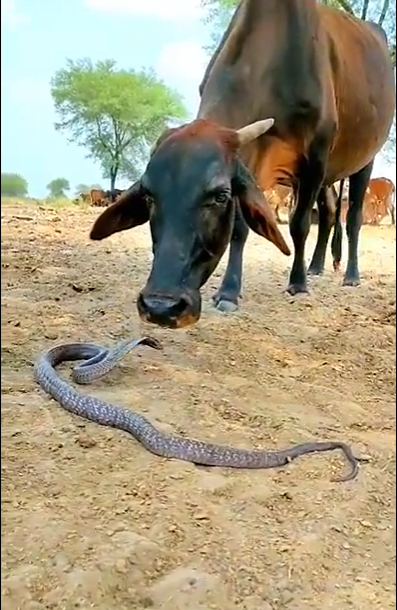 King Cobra licks the head and cuddles the cow... Video of unusual friendship goes viral