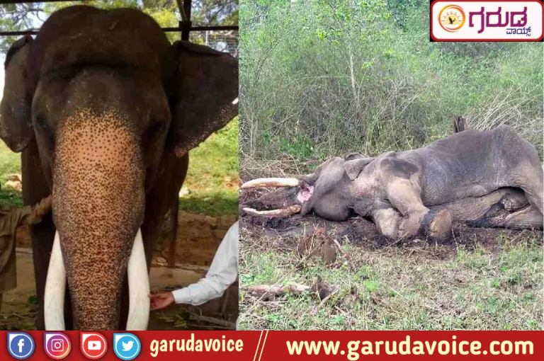 Mysore Balarama Elephant Death