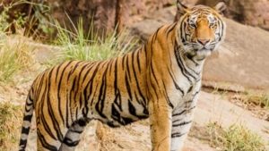 man-found-dead-in-tiger-enclosure-in-pakistan-zoo
