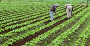 Urea Fertilizer: There is no shortage of fertilizer in the state, farmers need not fear: N. Chaluvarayaswamy ರಸಗೊಬ್ಬರ